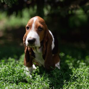 Smokey Basset Hound