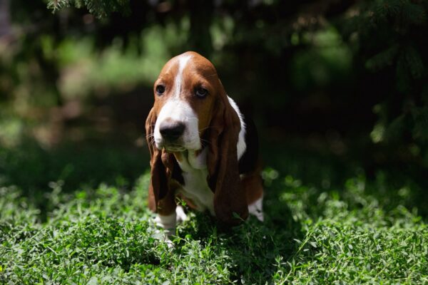 Smokey Basset Hound Smokey Basset Hound