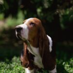 Smokey-male-basset-hound-puppy-for-sale-1 (2)