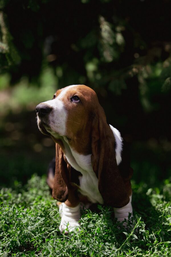 Smokey Basset Hound Smokey Basset Hound