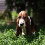 Smokey-male-basset-hound-puppy-for-sale-1 (3)