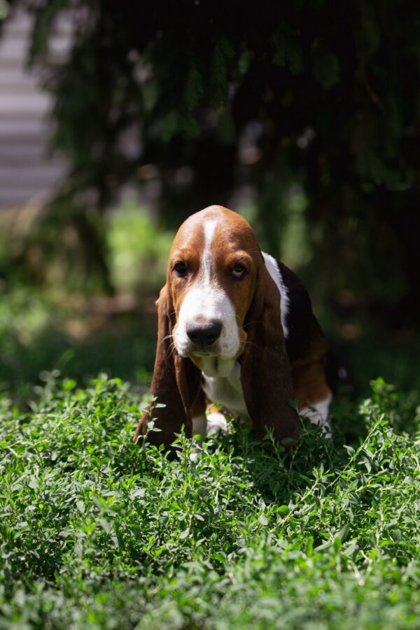 Smokey Basset Hound Smokey Basset Hound
