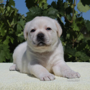 Suzanne Labrador Retriever Suzanne Labrador Retriever