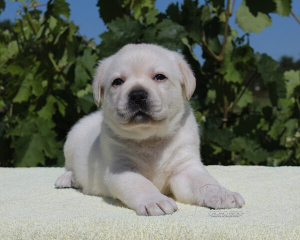 Suzanne Labrador Retriever Suzanne Labrador Retriever
