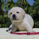 Suzanne-female-labrador-retriver-puppy-for-sale-1 (2)