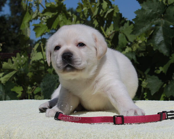 Suzanne Labrador Retriever Suzanne Labrador Retriever