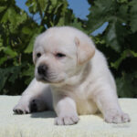 Suzanne-female-labrador-retriver-puppy-for-sale-1 (3)