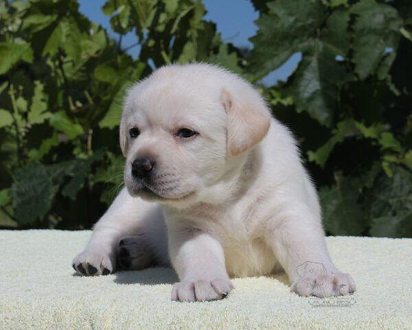 Suzanne Labrador Retriever Suzanne Labrador Retriever