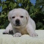 Suzanne-female-labrador-retriver-puppy-for-sale-1 (4)