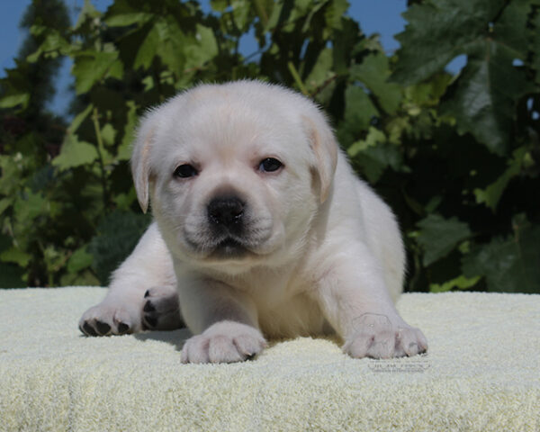 Suzanne Labrador Retriever Suzanne Labrador Retriever