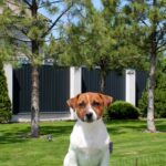 VAKIG-male-Jack-Russell-Terrier-puppy-for-sale-1