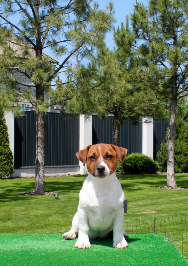 Vakig Jack Russell Terrier Vakig Jack Russell Terrier