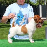 VAKIG-male-Jack-Russell-Terrier-puppy-for-sale-2