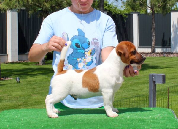 Vakig Jack Russell Terrier Vakig Jack Russell Terrier