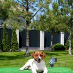 VAKIG-male-Jack-Russell-Terrier-puppy-for-sale-3