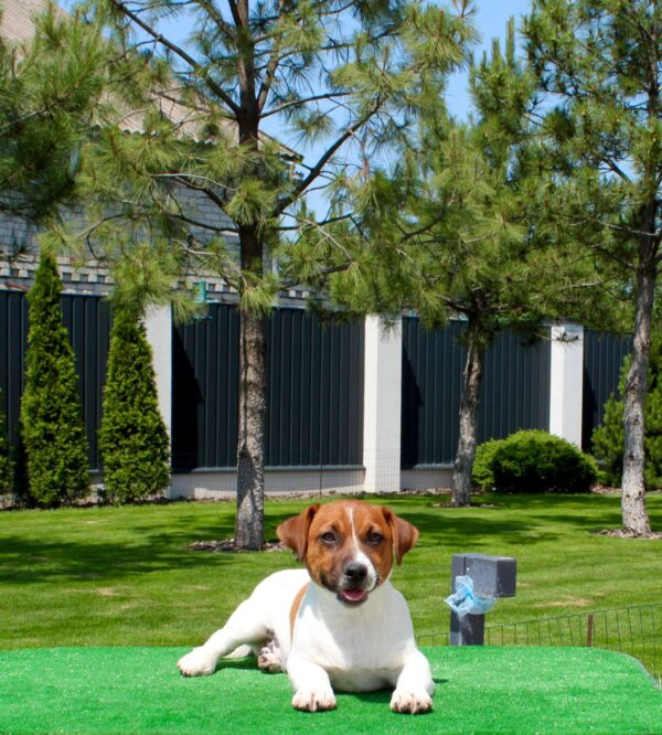 Vakig Jack Russell Terrier Vakig Jack Russell Terrier