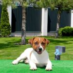 VAKIG-male-Jack-Russell-Terrier-puppy-for-sale-4