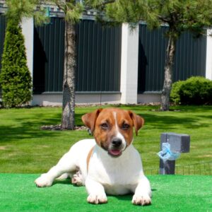 Vakig Jack Russell Terrier