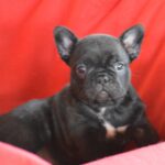 Veto-female-french-bulldog-puppy-for-sale-1 (1)