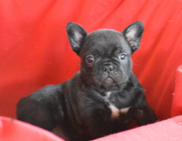 Veto French Bulldog