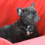 Veto-female-french-bulldog-puppy-for-sale-1 (2)