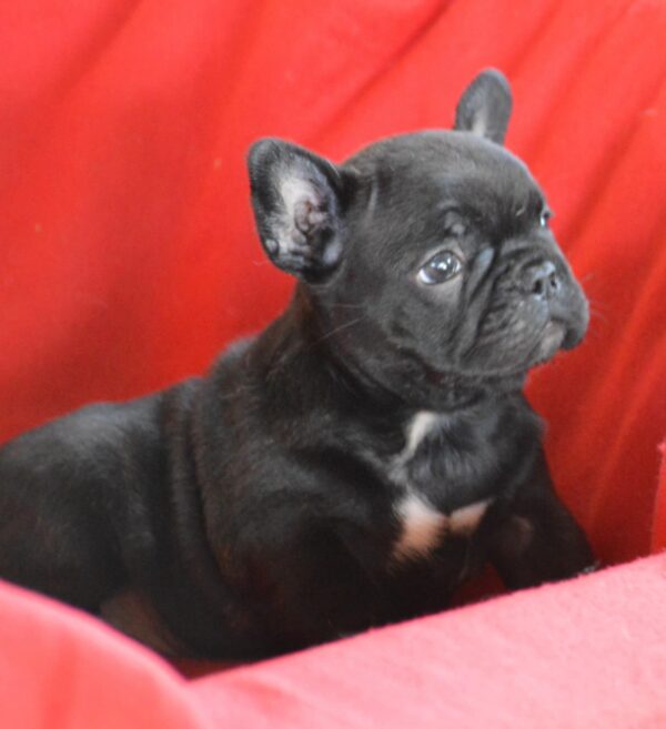 Veto French Bulldog