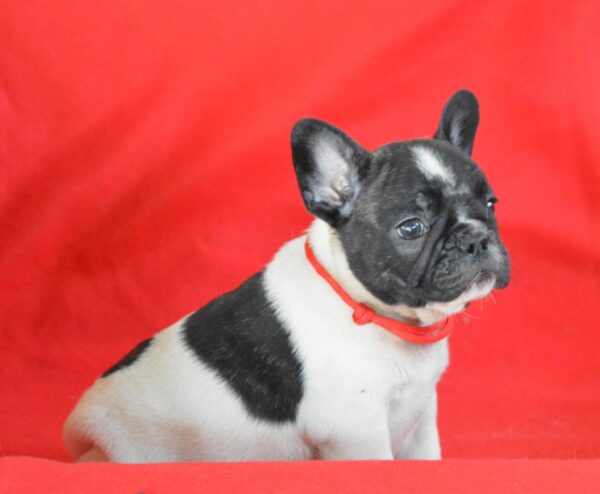 Vira French Bulldog Vira French Bulldog