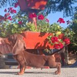 Volt-male-miniature-dachshund-puppy-for-sale-1 (1)