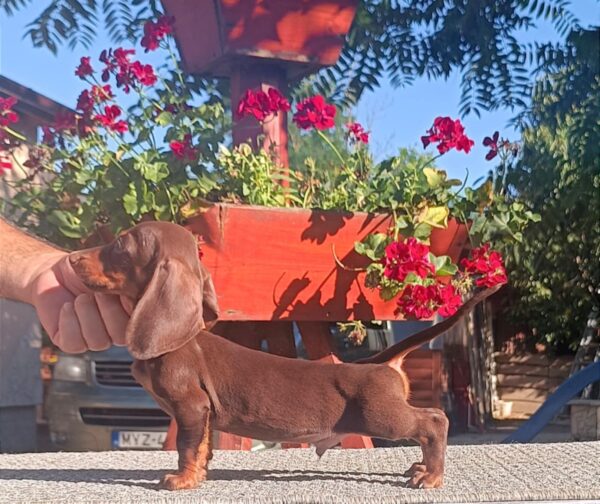 Volt Miniature Dachshund Volt Miniature Dachshund