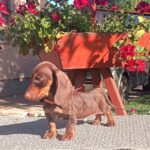 Volt-male-miniature-dachshund-puppy-for-sale-1 (2)