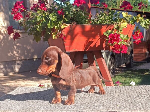 Volt Miniature Dachshund Volt Miniature Dachshund