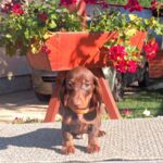 Benji Miniature Dachshund
