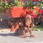 Volt-male-miniature-dachshund-puppy-for-sale-1 (4)