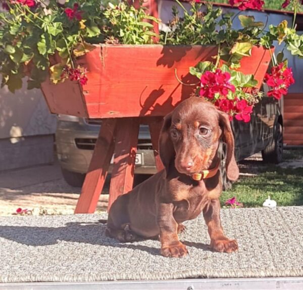 Volt Miniature Dachshund Volt Miniature Dachshund