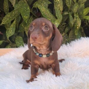 Benji Miniature Dachshund
