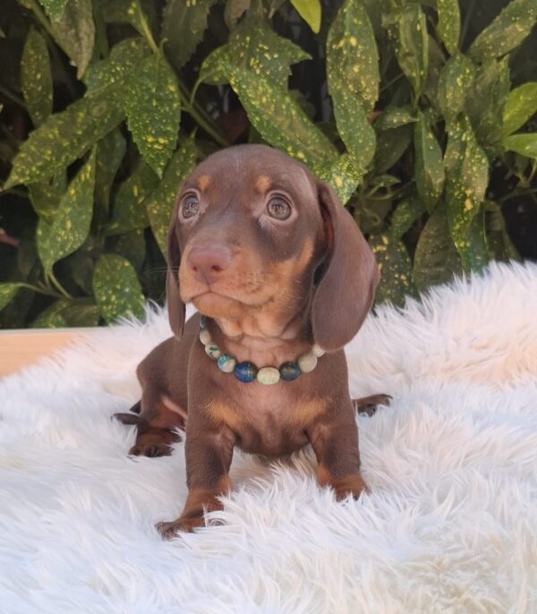 Benji Miniature Dachshund