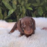 WhatsApp-kép, 2025-07-31, 14.46.56_4260557b