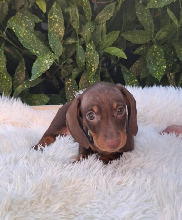 Benji Miniature Dachshund