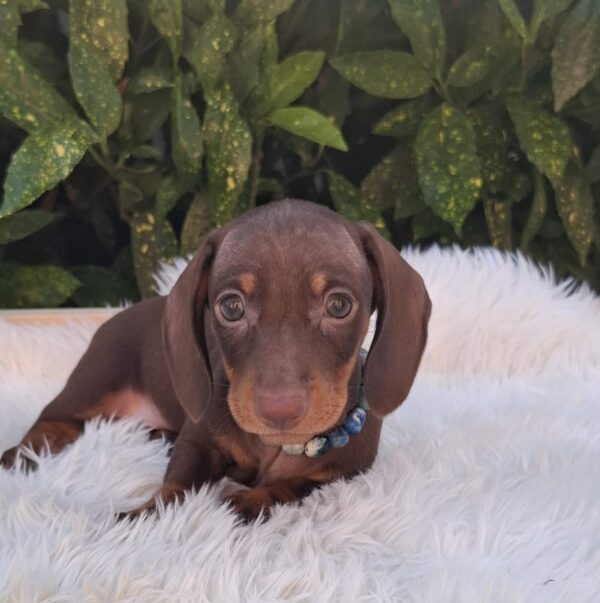 Benji Miniature Dachshund
