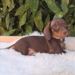 WhatsApp-kép, 2025-07-31, 14.46.56_7eca6864