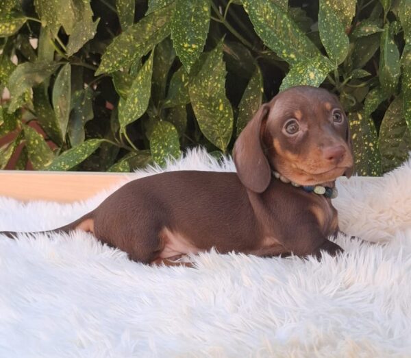 Benji Miniature Dachshund