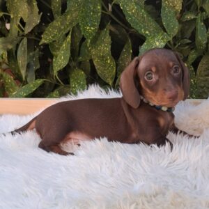 Benji Miniature Dachshund