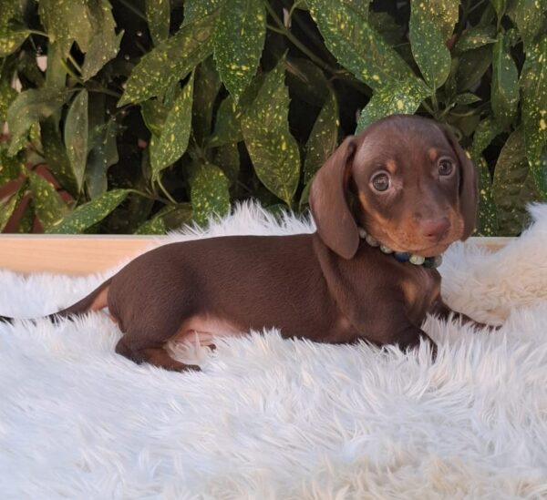Benji Miniature Dachshund