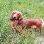 Yuna female Dachshund puppy for sale1