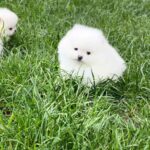 Zacker-male-Pomeranian-puppy-for-sale-1