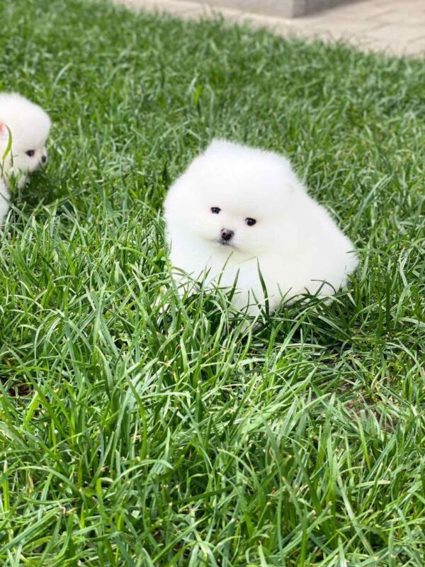 Zacker Pomeranian Zacker Pomeranian