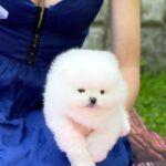 Zango Pomeranian
