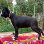 Zander-Boston-male-puppy-for-sale-1