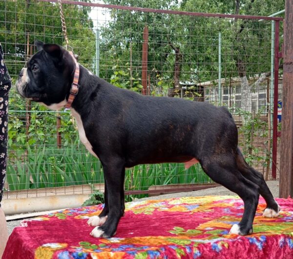 Zander Boston Terrier Zander Boston Terrier