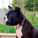 Zander-Boston-male-puppy-for-sale-2